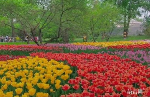 高度50厘米堆心菊