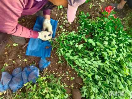 高度80厘米卫矛