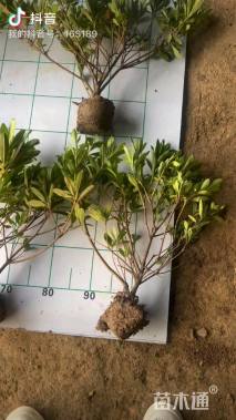 高度20厘米毛鹃