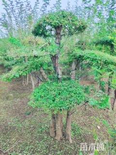 9公分造型对节白蜡