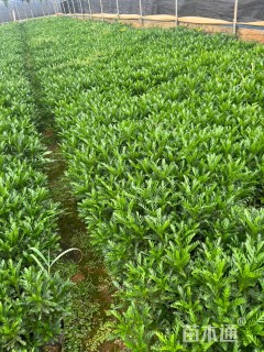 高度22厘米黄金菊