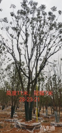 30公分香樟