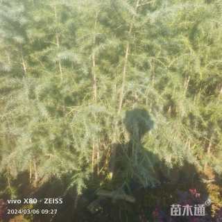 高度1.5厘米雪松