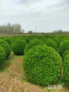 冠幅180厘米卫矛球