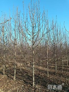 10公分彩叶豆梨