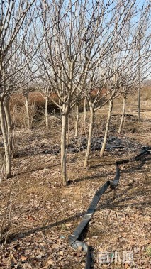 高度220厘米紫荆