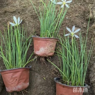高度40厘米白花葱兰