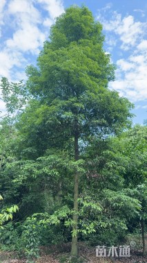 13公分金丝楠木