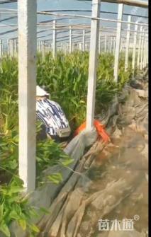 高度20厘米梭鱼草