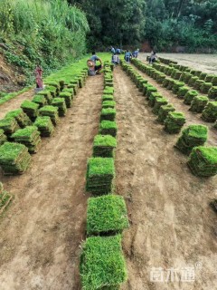 草块状中华结缕草