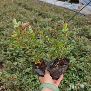 高度22厘米月季