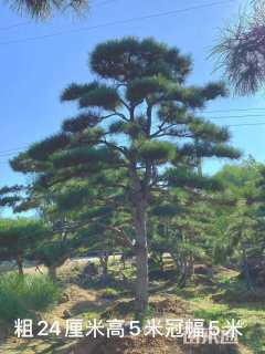 30公分造型黑松