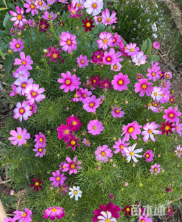 高度40厘米波斯菊