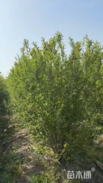 高度200厘米丛生石榴