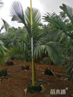 裸干高100厘米假槟榔