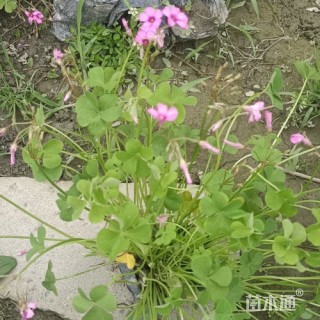 高度15厘米红花酢浆草
