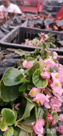 高度10厘米四季海棠