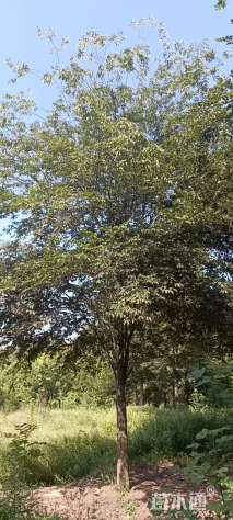 13公分榉树