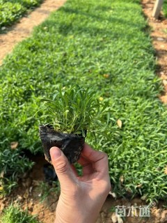 高度8厘米常夏石竹