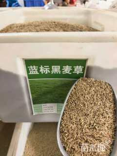 黑麦草种子