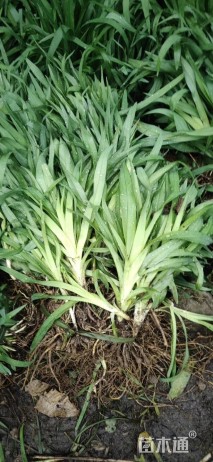 高度20厘米鸢尾