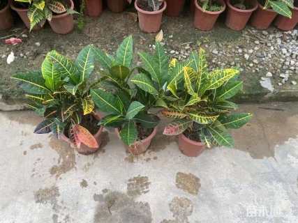 高度30厘米变叶木