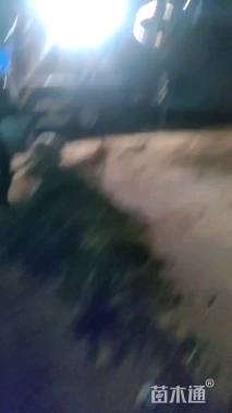 高度500厘米蜀桧