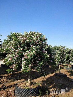 高度260厘米五彩锦带