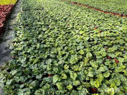 高度20厘米矾根