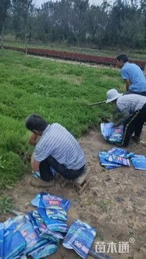 高度10厘米福禄考