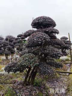 高度220厘米红花继木