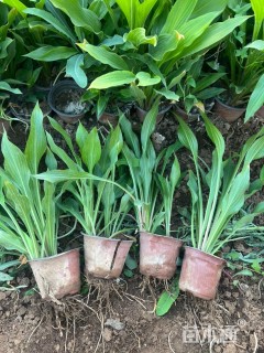 高度20厘米紫花玉簪