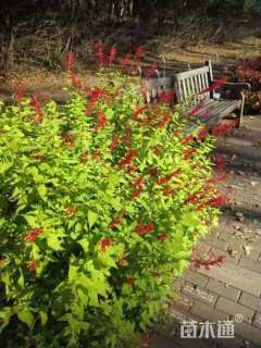 高度25厘米鼠尾草