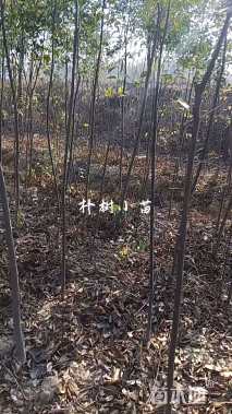高度350厘米朴树小苗