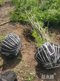 高度300厘米丛生金银木