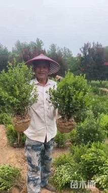 冠幅40厘米小叶黄杨球