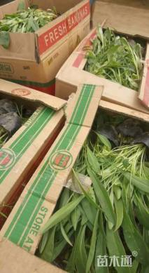 高度20厘米金鸡菊