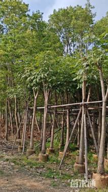 8公分红花风铃木