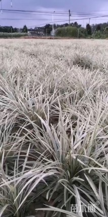 高度35厘米银边石菖蒲