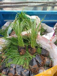 高度40厘米矮蒲苇