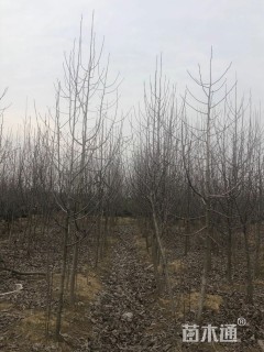 白玉兰