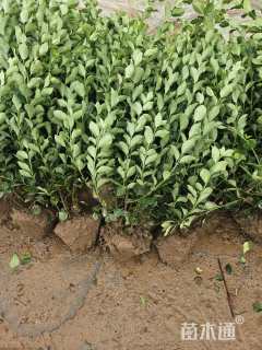 高度50厘米卫矛