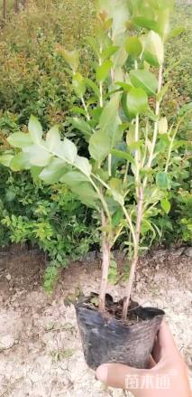 高度40厘米矮紫薇小苗