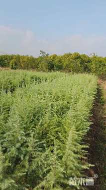 高度20厘米雪松