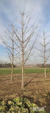 高度200厘米银杏小苗