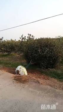 15公分红叶石楠