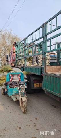 高度60厘米大叶黄杨