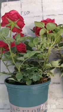 高度20厘米欧洲月季