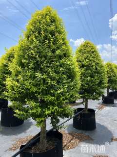 高度180厘米金冠女贞