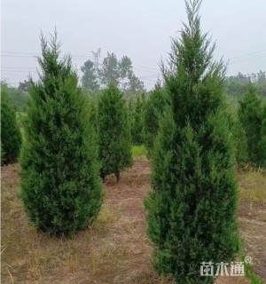 高度90厘米塔柏